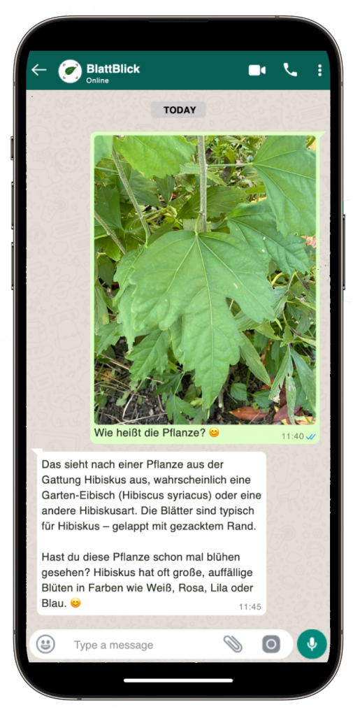 Wie heißt die Pflanze? WhatsApp Chat mit BlattBlick.